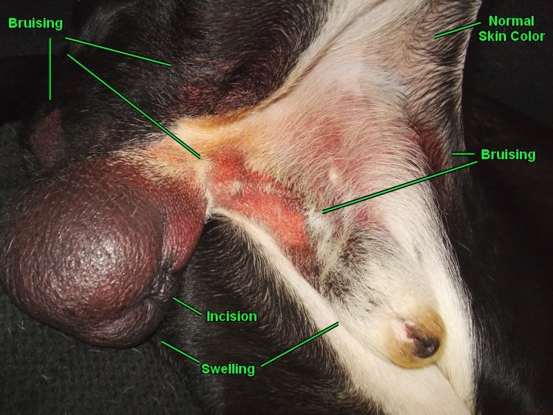 why does my neutered dog still have balls why does my neutered dog still have balls